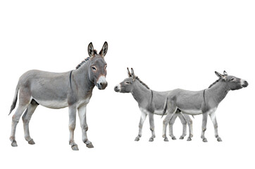 three donkey isolated on white background.