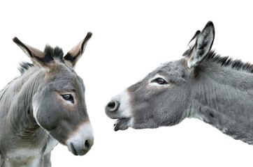 two portrait donkey isolated on white background