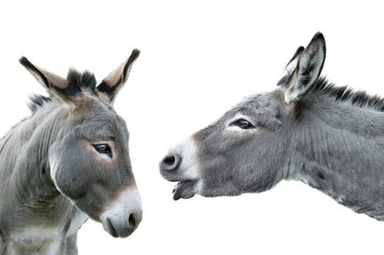 two portrait donkey isolated on white background