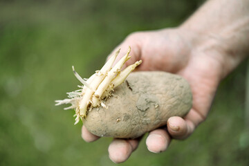 Farmer hands in gloves planting sprouts potatoes in soil ground with ashes close up. Sowing organic...