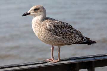 Gull on the Waterfront in Liverpool, UK