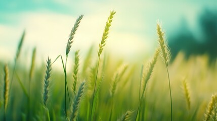 Fototapeta premium close up enchanted lush green grass field , beauty nature landscape background