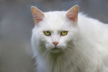 Portrait d'un chat blanc