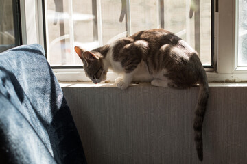 Adorable cat pet sitting on a window sill