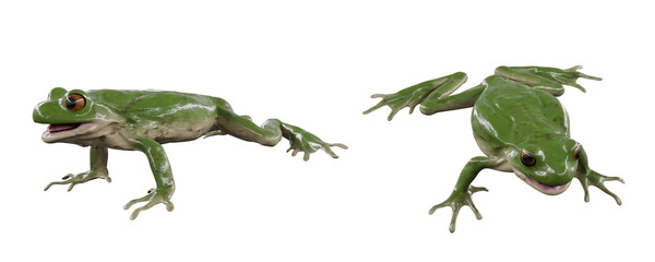 frog isolated on white