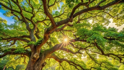 Fototapeta premium Dense foliage of old oak tree branches swaying gently in morning light with warm sunlight filtering through leaves, nature, tree branches