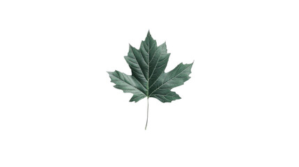 Fototapeta premium Maple green leaf on transparent background