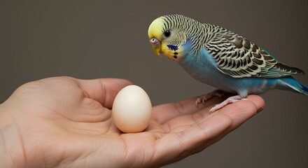 小さな卵とセキセイインコ