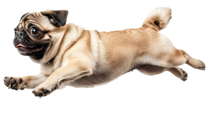 Pug dog joyfully jumping in mid-air during a playful moment