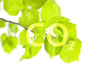 CO2 inscription on green leaves isolated on white background