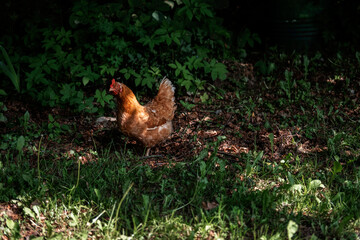 The photograph captures the natural beauty of these birds and their living environment.