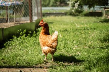 Hens poultry farm. Portrait of a brown chicken hen in the center of the composition. White rooster and hens in the background. Chickens at free range.