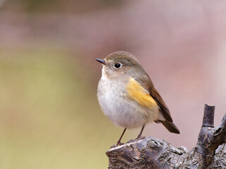 Close up view of cute female lovely Red-flanked Bluetail (Tarsiger cyanurus, family comprising flycatchers) standing on tree with blurry background.