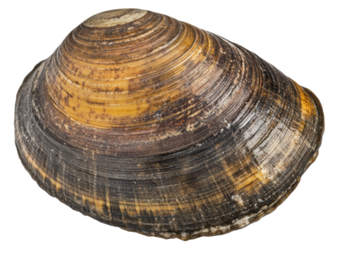 Isolated Brown Clam Shell