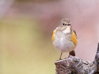 Close up view of cute female lovely Red-flanked Bluetail (Tarsiger cyanurus, family comprising flycatchers) standing on tree with blurry background.