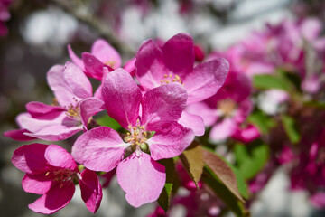 Apple trees in the garden bloom in May: flowers close up.