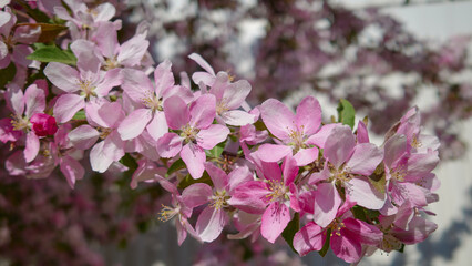 Apple trees in the garden bloom in May: flowers close up.
