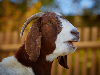 Portrait boer goat in sunshine colour with open mouth