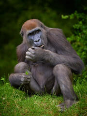 Portrait of gorilla female eating on green forest