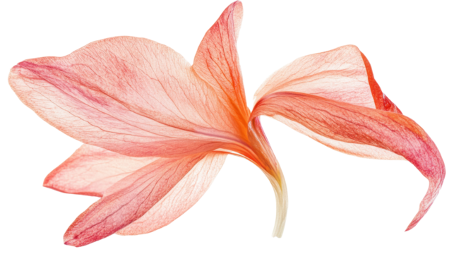 Pink lily flower on transparent background