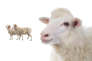 portrait sheep isolated on white background