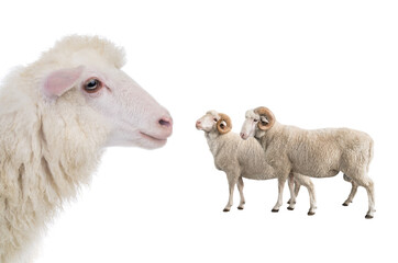 portrait sheep isolated on white background