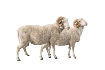 Obraz premium two white ram isolated on white background