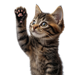 Obraz premium Playful cat reaching out on a transparent background cute pet photography