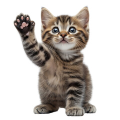 Obraz premium kitten raising paw on a transparent background in studio