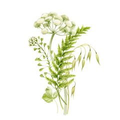 A bouquet of wildflowers, spikes, ferns, white umbrella flowers. A bouquet of summer flowers. All elements are hand-painted in watercolor and isolated from the background.