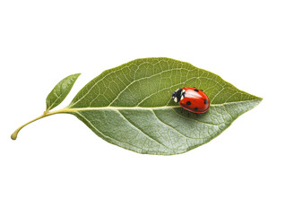 Fototapeta premium Isolated Ladybug on a Green Leaf