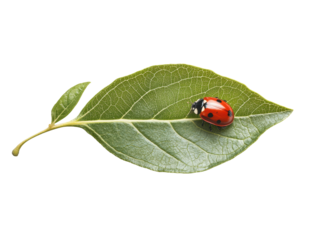 Isolated Ladybug on a Green Leaf