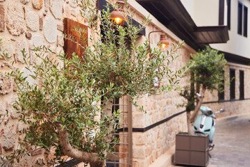 A street in the old city center of Antalya, Turkey. Olive tree