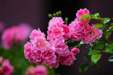 Fototapeta premium A bunch of pink flowers with green leaves on a bush
