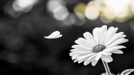 Delicate White Daisy Flower Petal Falling in Monochrome Nature Photography