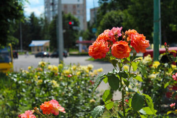A bunch of orange and pink flowers in a flower bed