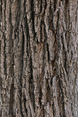  bark of a tree close up