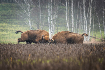 European bison - Bison bonasus on the meadow. Wildlife scene of an European bison