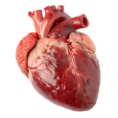 Realistic Anatomical Heart PNG