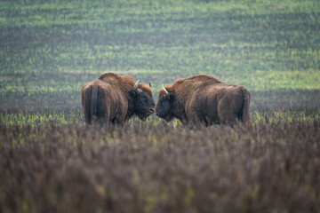 European bison - Bison bonasus on the meadow. Wildlife scene of an European bison