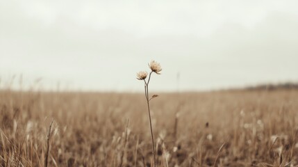 Two delicate, dried flowers stand tall in a vast, golden field under a muted sky.