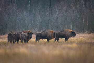 European bison - Bison bonasus on the meadow. Bison Herd on a field. Wildlife scene of an European bison © Piotr