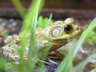 Closeup on face of a green frog sitting on a stone