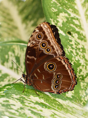 The common blue butterfly Morpho peleides wing underside eyespots