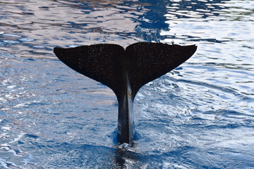Killer whale Orcinus orca tail splashing ocean