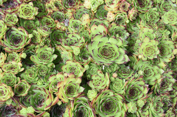 Fototapeta premium Rosettes of common house leek close up