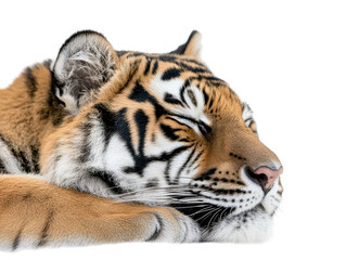 Fototapeta premium Isolated Sleeping Tiger Cub Head Close-up