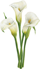 A watercolor painting of white callas on an isolated background