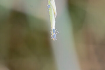 Aphids on the branch