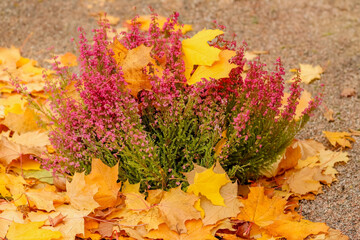 Lonely heather planted on an autumn sandy grave.
Fallen yellow maple leaves. Autumn colors in a cemetery in Finland in October. 